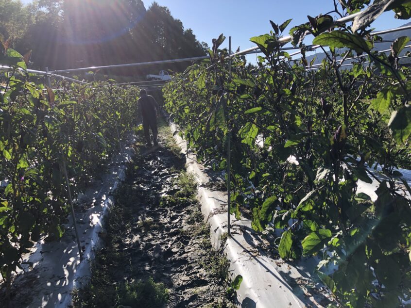 茄子の収穫体験